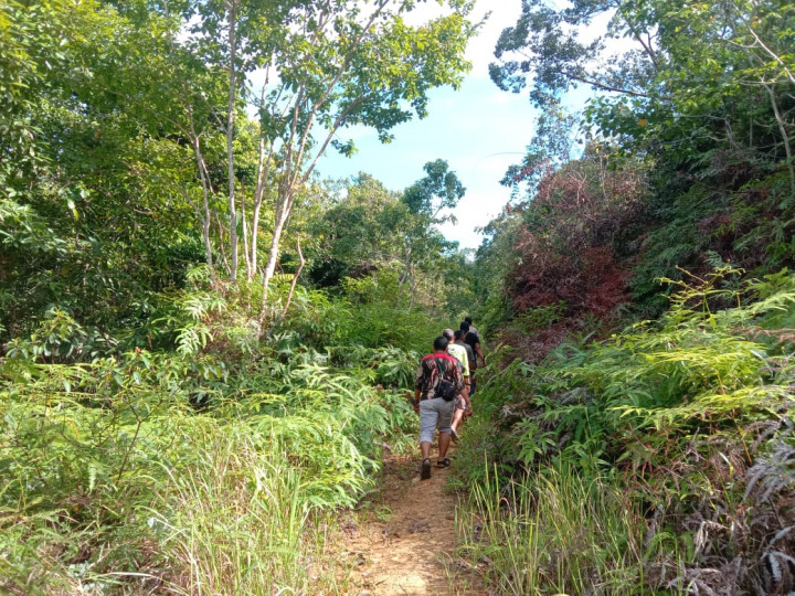 Waspada! Harimau Masuk Area Perkebunan Warga di Aceh Selatan