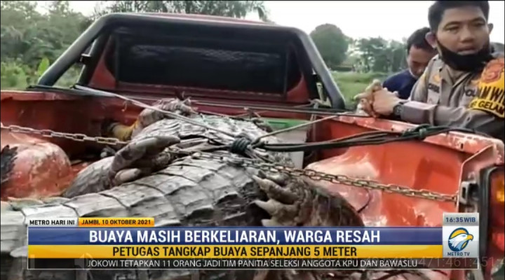 Buaya Masih Berkeliaran di Muaro Jambi, Warga Resah