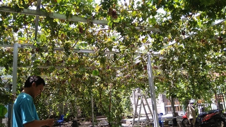 Pemkot Jakbar Inisiasi Program Budi Daya Anggur