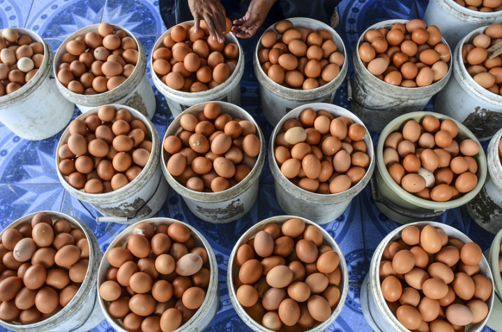 Harga Telur di Bandar Lampung Kembali Anjlok