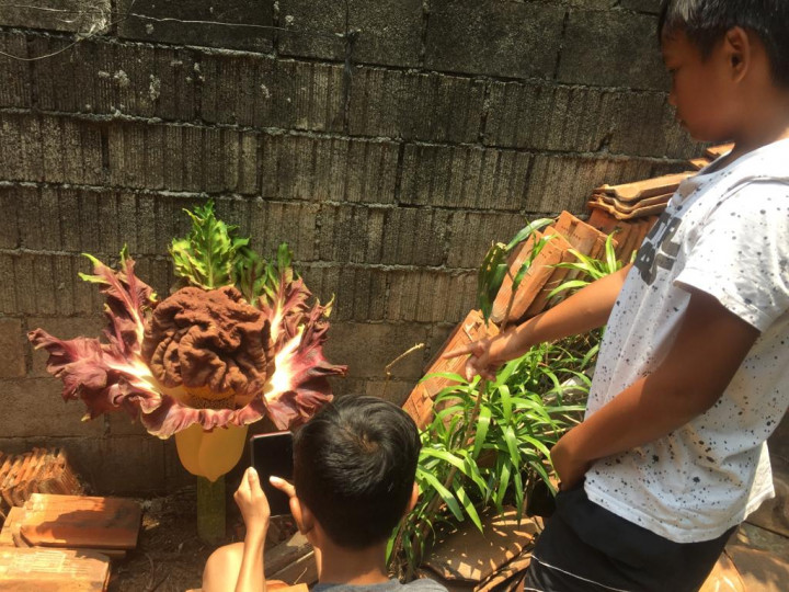 Begini Penampakan Tumbuhan yang Jadi Tontonan Warga Jaksel