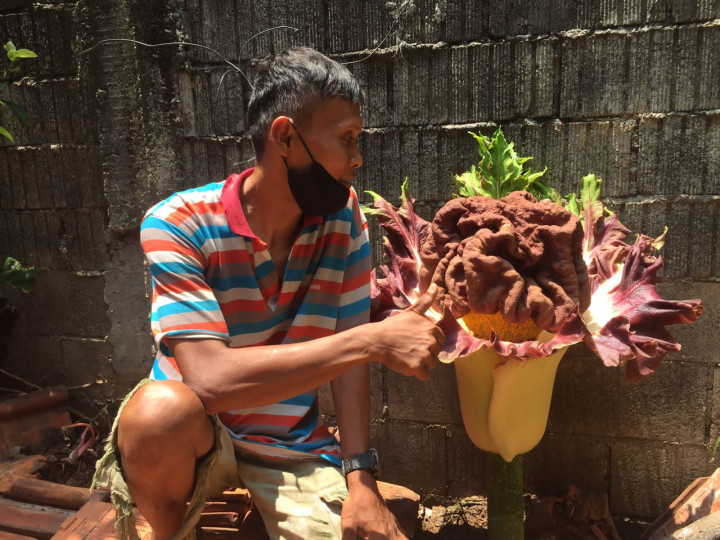 Diduga Bunga Bangkai, Tanaman di Cipete Diteliti Dinas Pertamanan