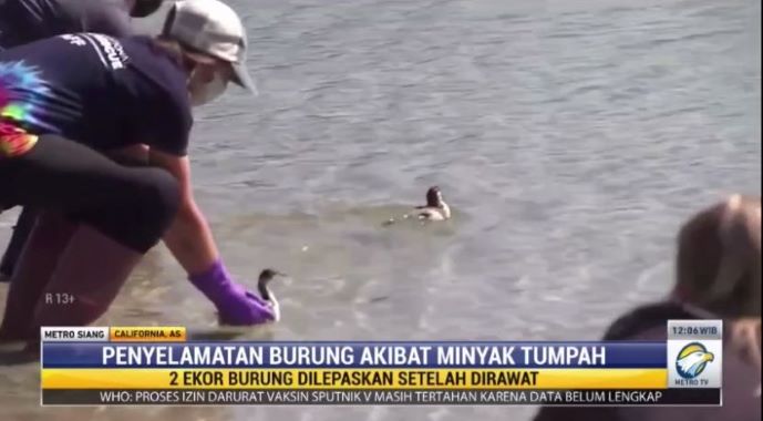 Minyak Tumpah di Pesisir California, Puluhan Burung Berhasil Diselamatkan