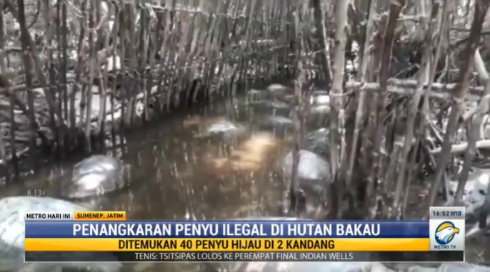 Kolam Penyu Ilegal Ditemukan di Tengah Hutan Bakau Sumenep