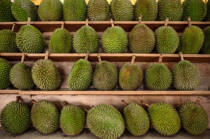 Bau Durian Picu Laporan ‘Kebocoran Gas' di Australia