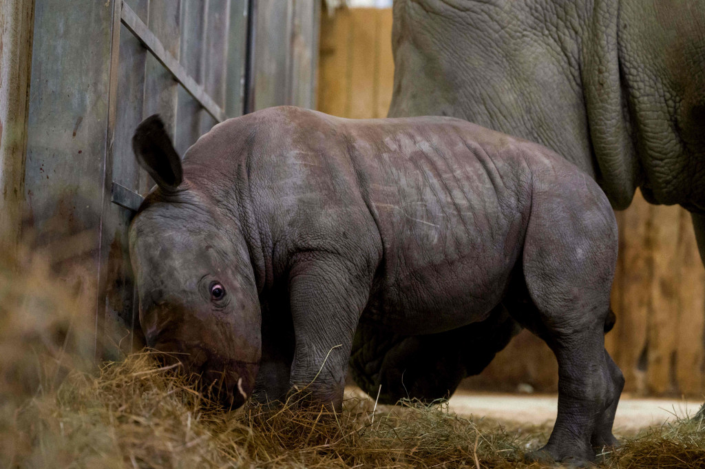 Lucunya Bayi Badak Anggota Baru di Kebun Binatang Prancis