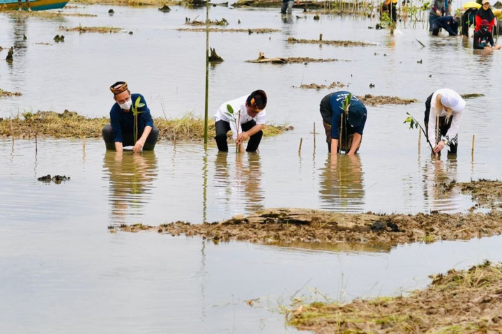 Potret Jokowi Tanam Mangrove Bareng Para Dubes di Tana Tidung