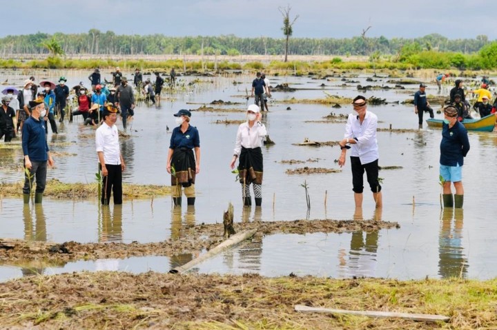 Jokowi Targets Rehabilitation of 600.000 Hectares of Mangrove in North Kalimantan