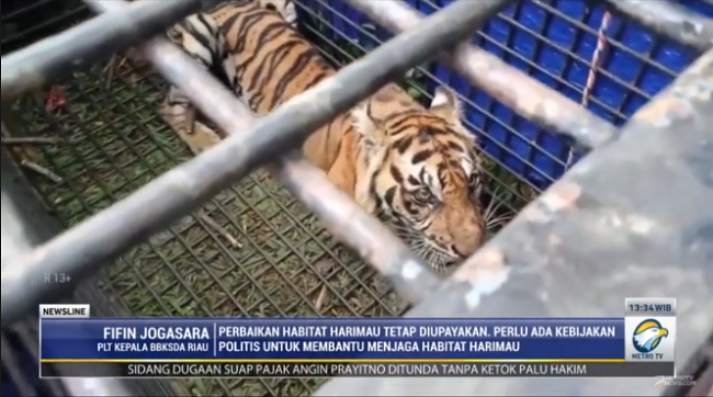 Harimau Sumatra Kian Langka, Pemerintah Kerahkan Kebijakan Politis untuk Pelestarian