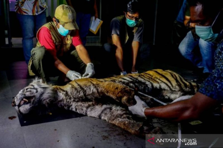 Harimau Mati di Bengkalis Diduga karena Depresi