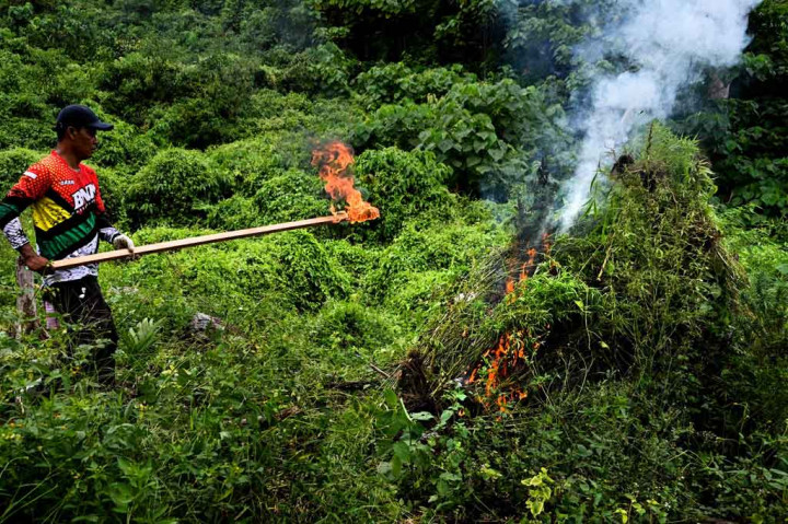BNN Musnahkan 3,5 Hektare Ladang Ganja di Aceh