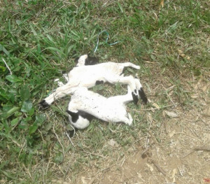 Warga Kuningan Dihantui Teror Anjing Liar, Puluhan Ternak Mati dengan Kondisi Leher Terkoyak