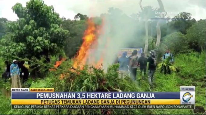 BNN Musnahkan 3,5 Hektare Ladang Ganja di Aceh Besar