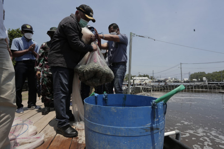 Kabupaten Jembrana Diproyeksikan Jadi Sentra Produksi Udang Vename