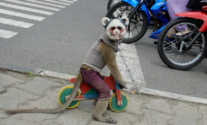 Jateng Larang Atraksi Topeng Monyet