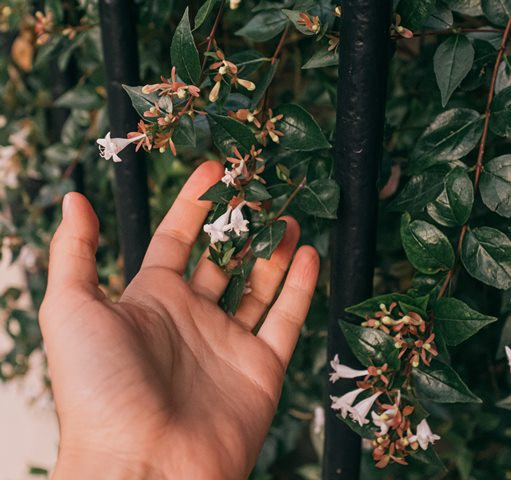 6 Tanaman Terbaik yang Siap Mekar Saat Musim Hujan