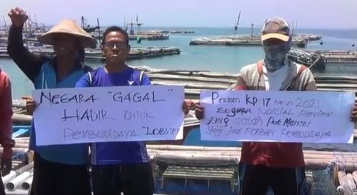 Pembudidaya Lobster Probolinggo Makan Benur Hidup-hidup, Protes Peraturan Menteri