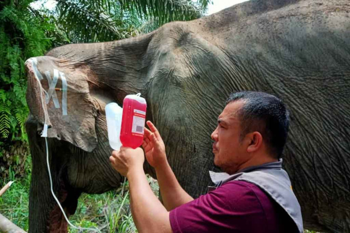 Tim BKSDA Riau Temukan Gajah Liar Sakit
