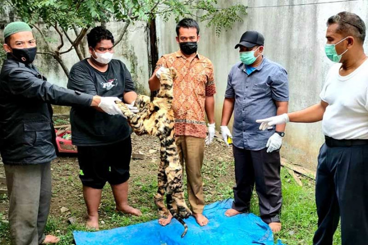 Pedagang Kulit Harimau Ditangkap, Selembar Dijual Rp70 Juta