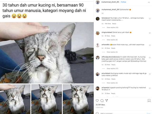 [Cek Fakta] Beredar Foto Seekor Kucing Berusia 30 Tahun? Begini Faktanya