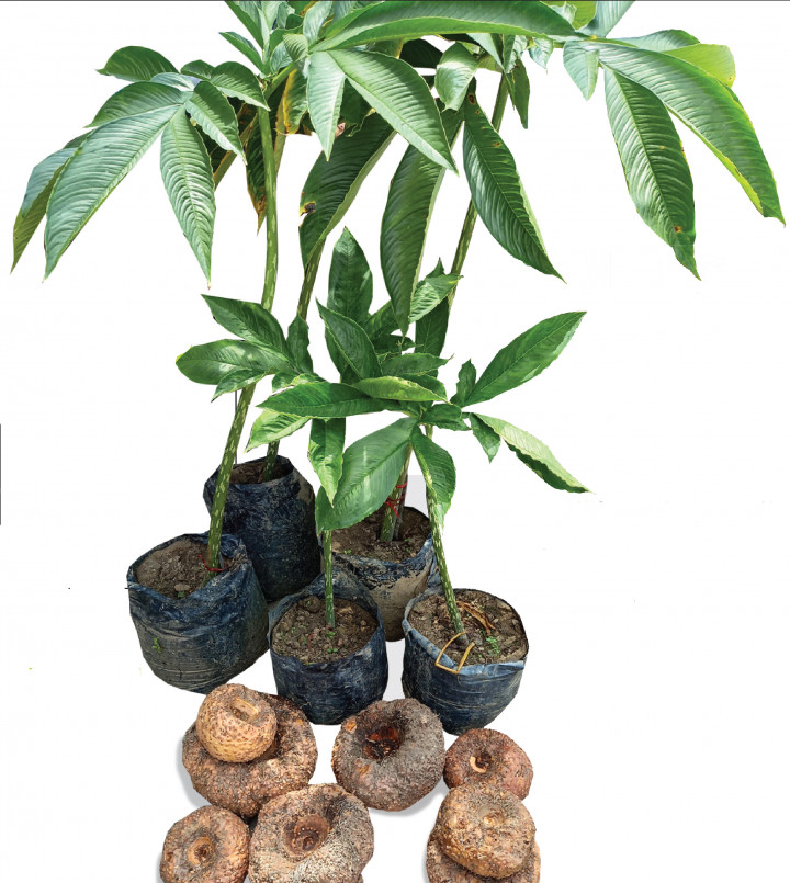 Menggali Potensi Tersembunyi Tanaman Porang