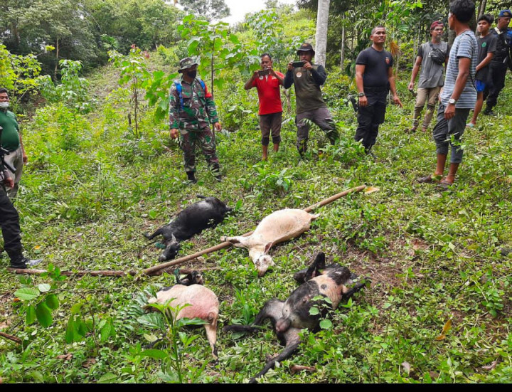 2 Warga Aceh Tengah Nyaris Diterkam Harimau Saat Mencari Ternak