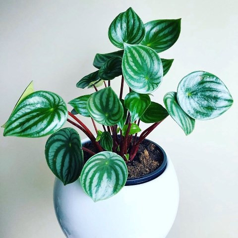 Mau tahu cara memelihara tanaman Peperomia Watermelon ini? Berikut selengkapnya. (Foto: Dok. Indoorplantsaddicts)