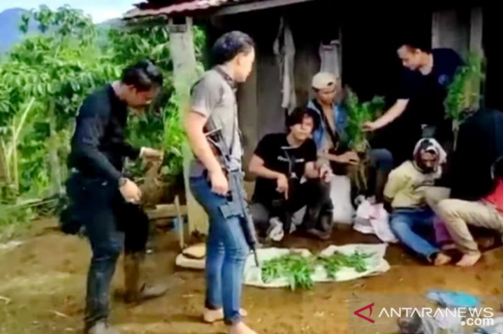 Sekeluarga di Empat Lawang Sumsel Budi Daya Ganja