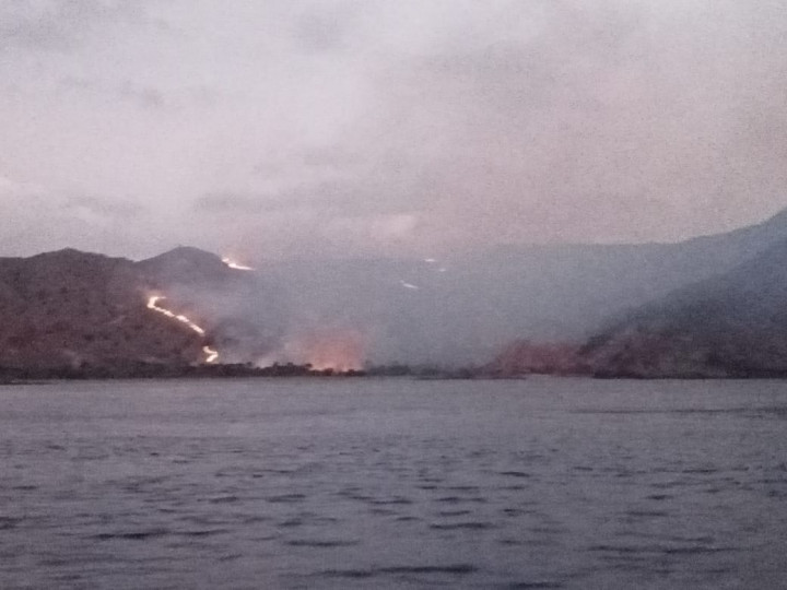 Sabana Pulau Rinca Kebakaran, Habitat Komodo Aman