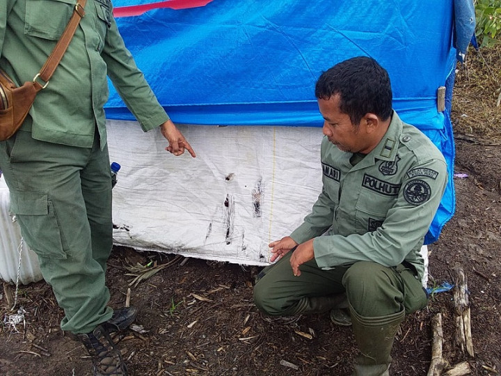 Bocah Perempuan di Riau Tewas Diterkam Harimau Sumatra Saat Tidur