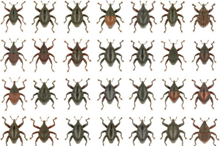 28 Kumbang Moncong Jenis Baru Ditemukan di Sulawesi