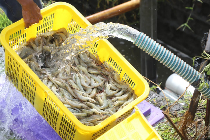 KKP: Teknologi <i>Microbubble</i> Genjot Produksi Udang Vaname