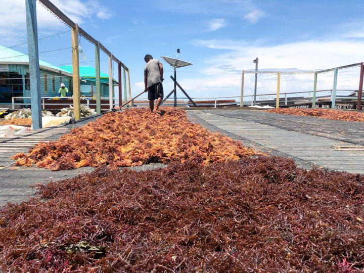 Kemenperin: Ekspor Rumput Laut RI Menjanjikan