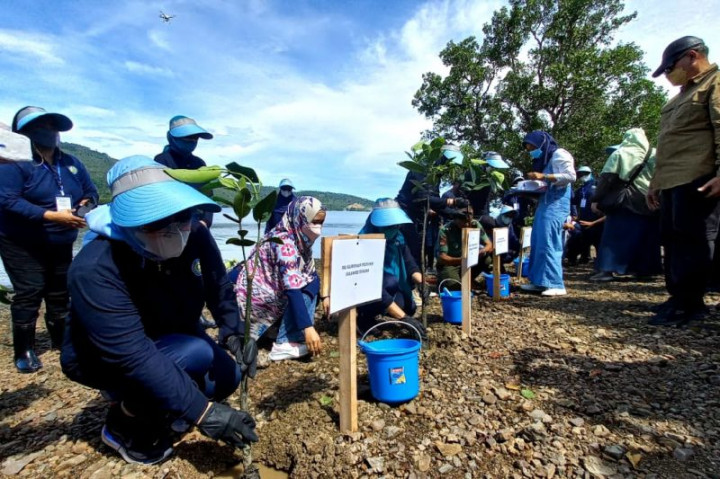 Kembalikan Ekosistem Laut, Pemprov Sulteng Gencar Tanam Mangrove