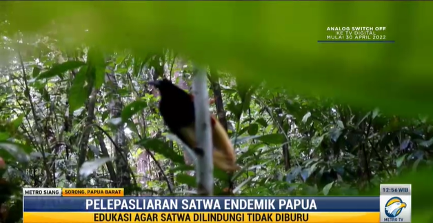 Pelepasliaran satwa endemik Papua. Foto: Dok/Screenshot Metro TV