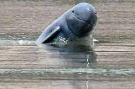 Seekor Pesut Ditemukan Mati di Sungai Mahakam
