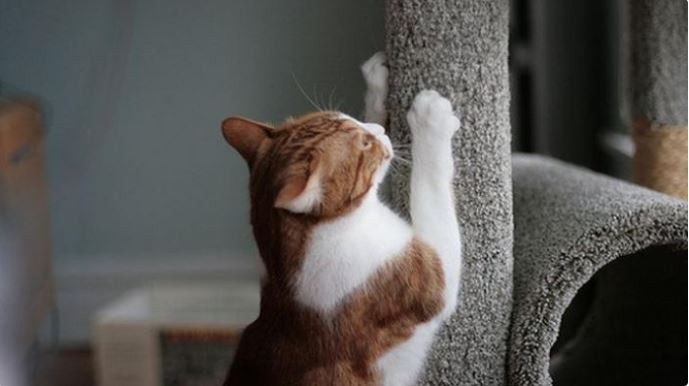 Si Kucing Suka Mencakar Jok Motor? Ini Tips Mencegahnya