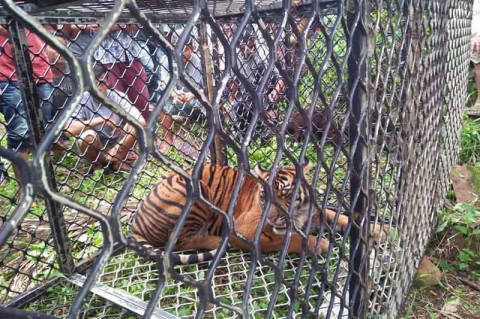 Mangsa Ternak Warga, Harimau Sumatra di Aceh Selatan Dievakuasi