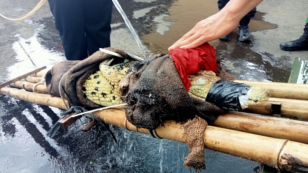 Buaya muara masuk ke perkebunan warga di Jepara. Istimewa