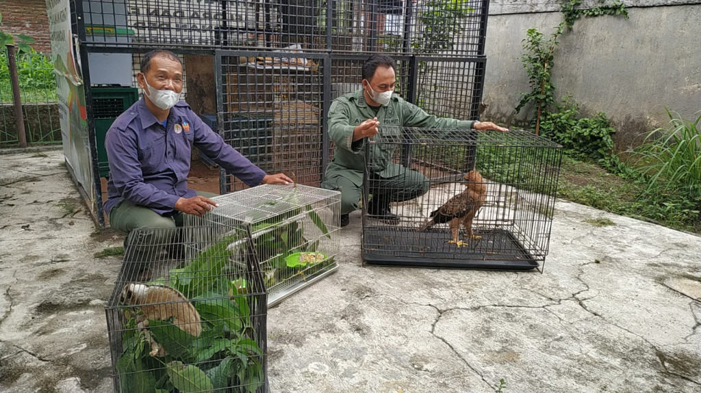 Satwa dilindungi yang berhasil diamankan KSDA Cirebon.