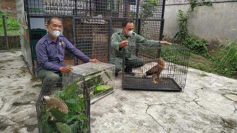 Bksda Cirebon Evakuasi Elang Jawa Dan Primata Kukang