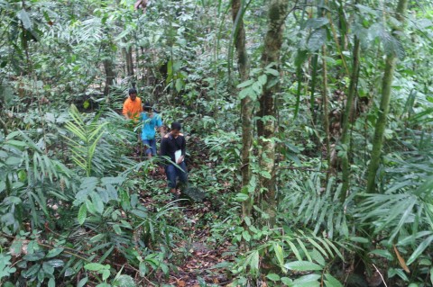 Indonesia Kerja Sama dengan Brasil dan Kongo Terkait Pengelolaan Hutan