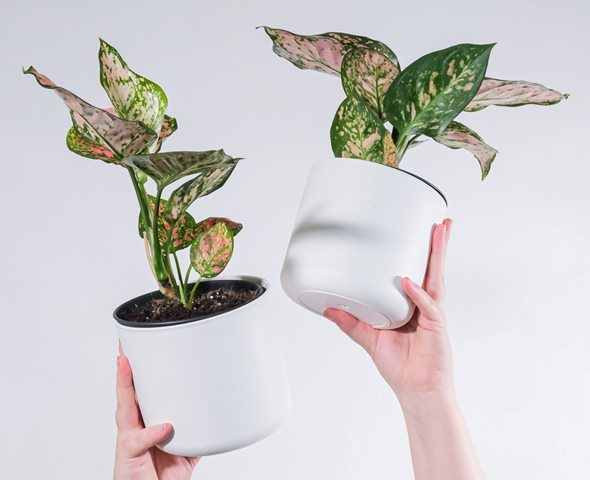 Ini cara tepat menanam dan merawat Aglaonema. (Foto: Ilustrasi/Unsplash.com)