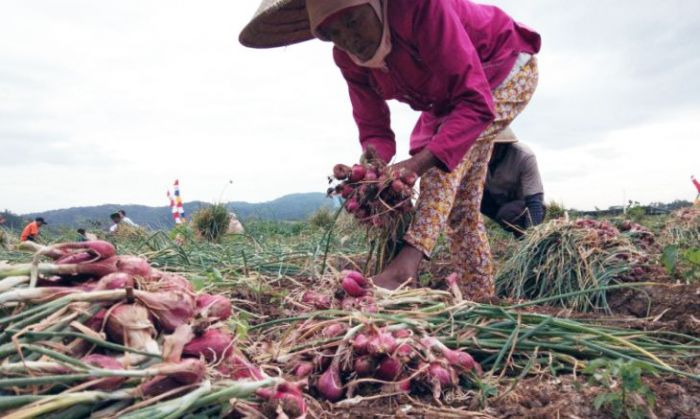 Panen Melimpah, Harga Bawang Merah di Tingkat Petani Anjlok