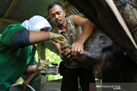 2 Hari Dirawat, Anak Gajah di Aceh yang Terkena Jerat Mati