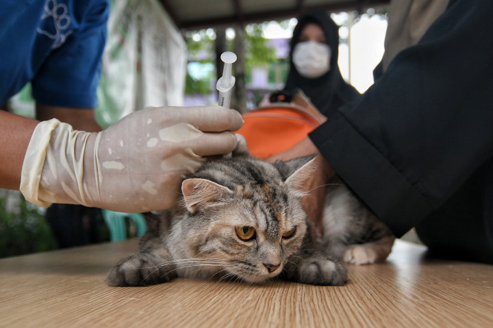 Suasana Vaksinasi Rabies Gratis untuk Hewan Peliharaan di Kebon Baru