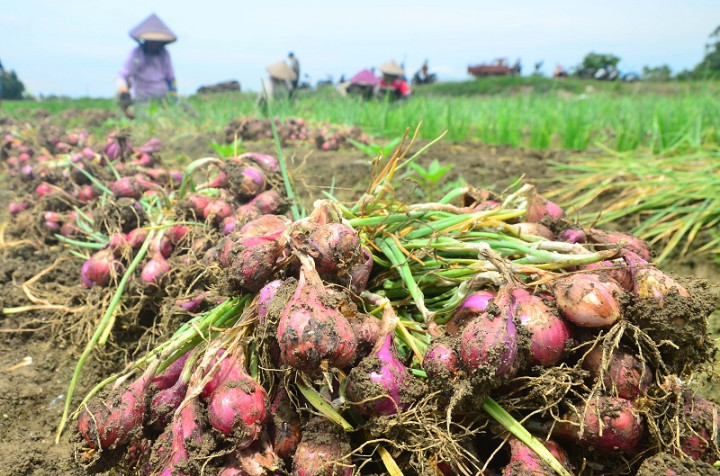 Selamatkan Petani, Bupati Demak Borong Bawang Merah