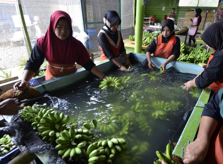 Hama Dorong Petani di Bojonegoro Ubah Sawah Jadi Kebun Pisang