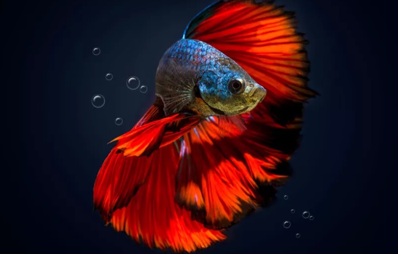Membedakan ikan cupang jantan dengan betina bisa dilakukan dengan 5 trik ini (Foto: The Spruce Pets)