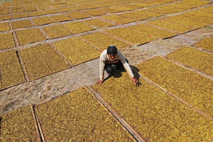 Kenaikan Tarif Cukai Rokok Pukul Industri Hasil Tembakau